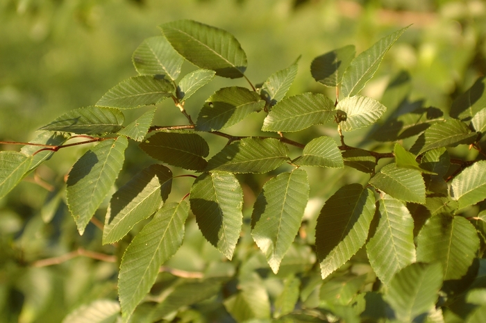 Hornbeam - Carpinus henryana from How Sweet It Is