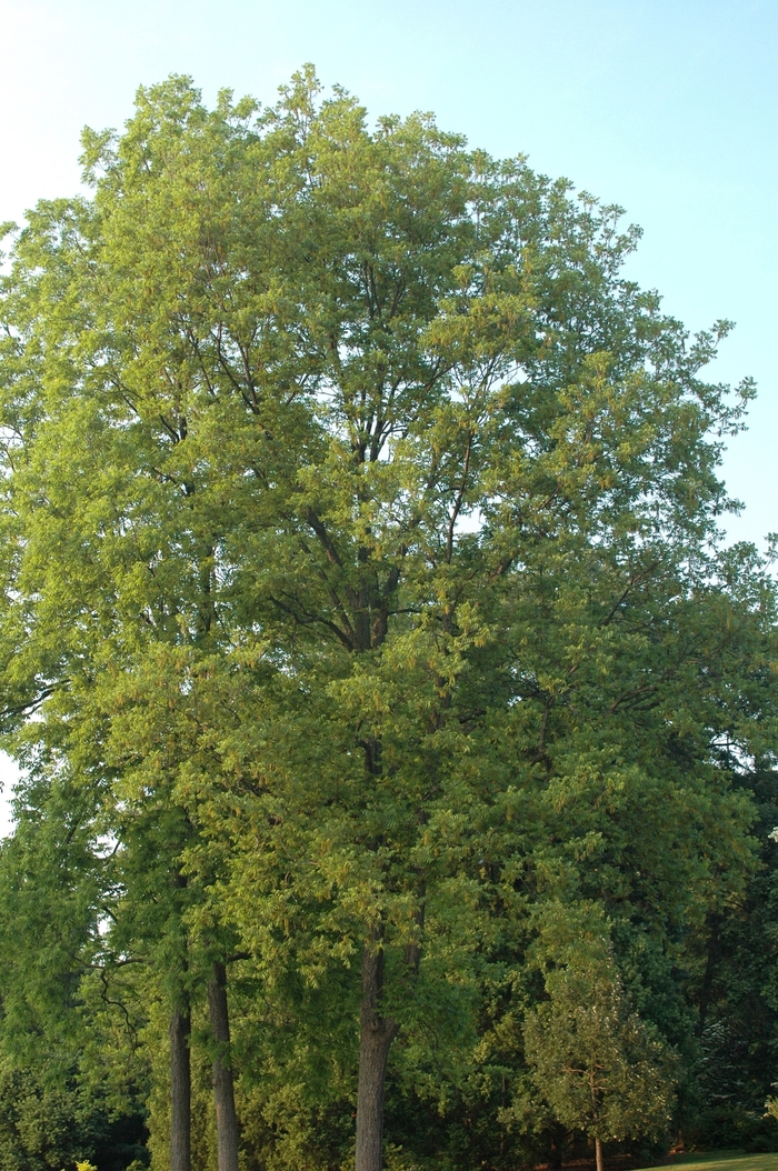 Pecan Tree - Carya illinoensis from How Sweet It Is