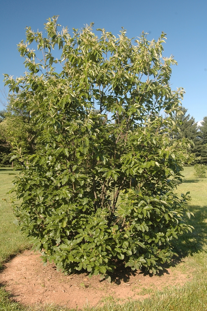 Chestnut - Castanea dentata from How Sweet It Is