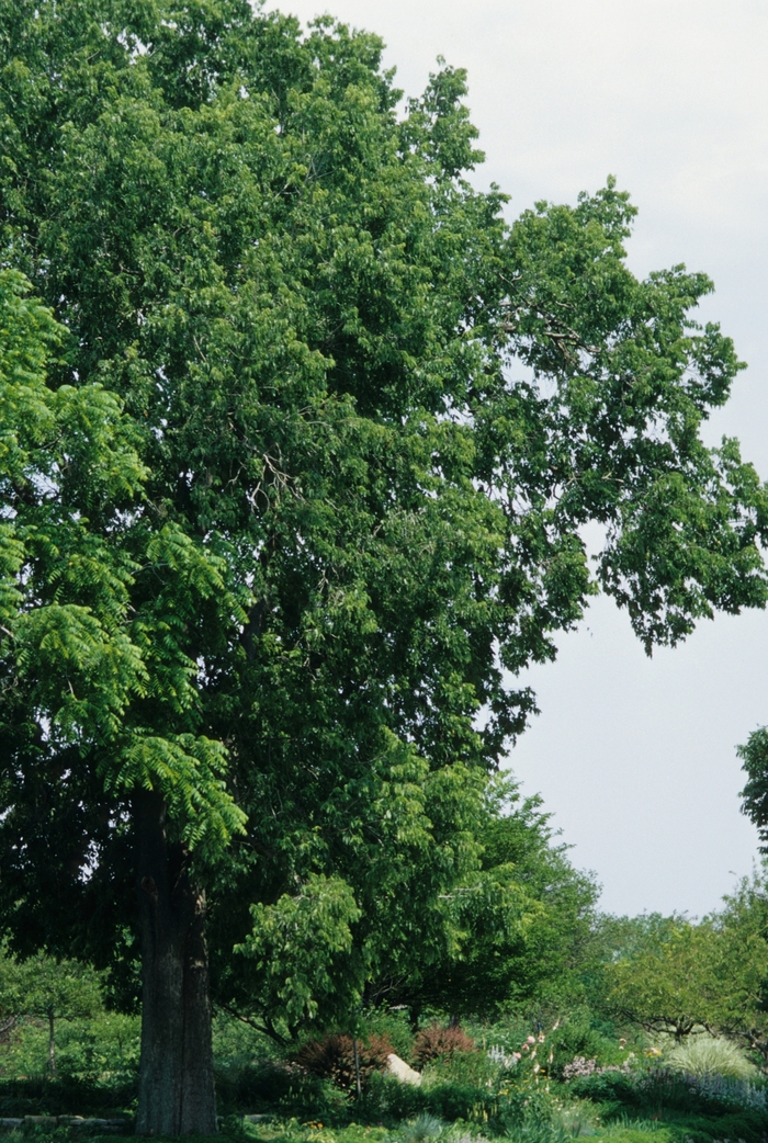 Hackberry - Celtis occidentalis from How Sweet It Is