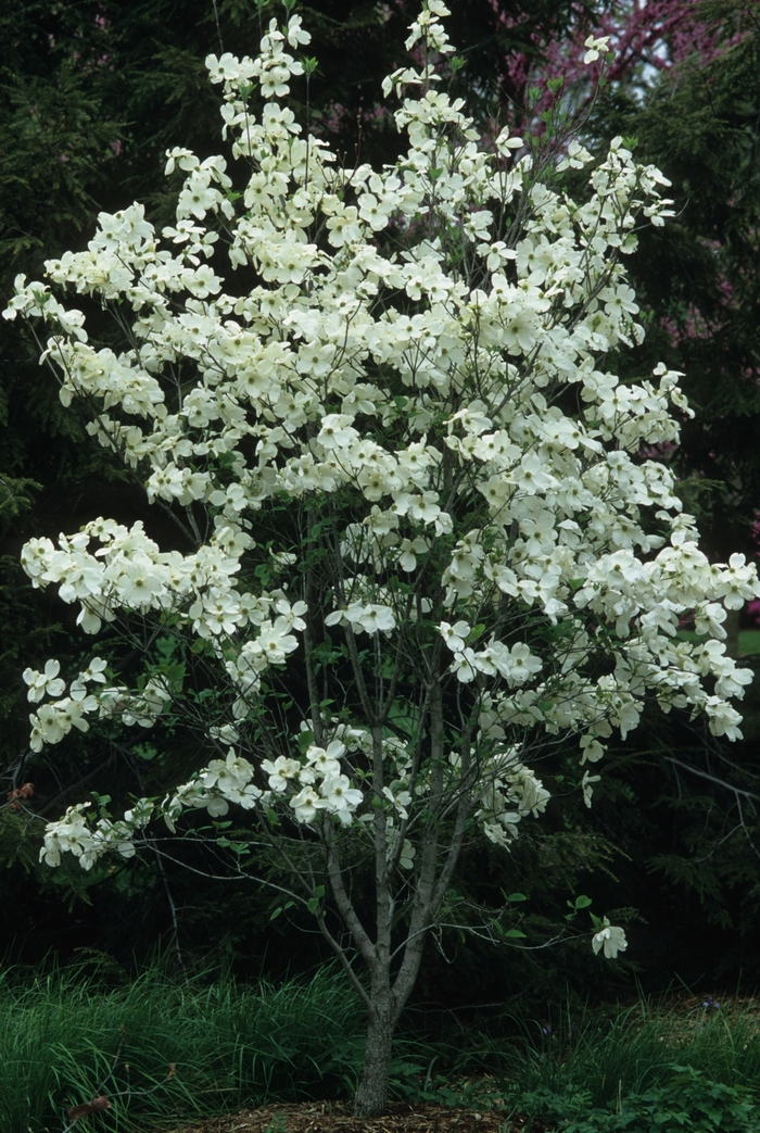 Dogwood - Cornus florida from How Sweet It Is