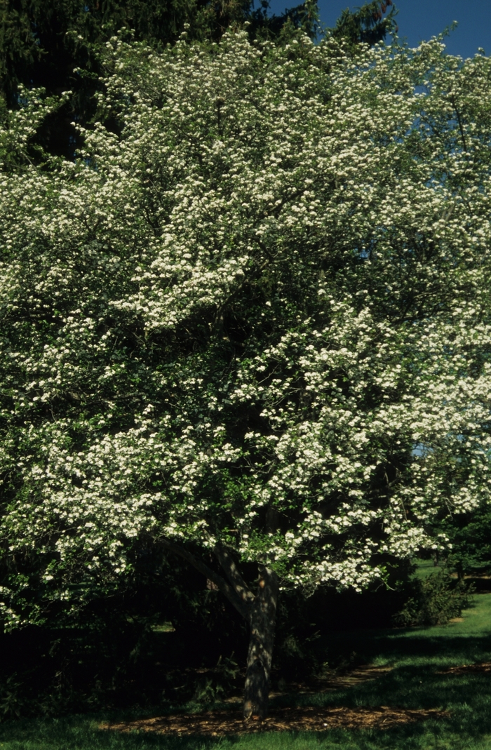 Winter King Hawthorn - Crataegus viridis 'Winter King' from How Sweet It Is