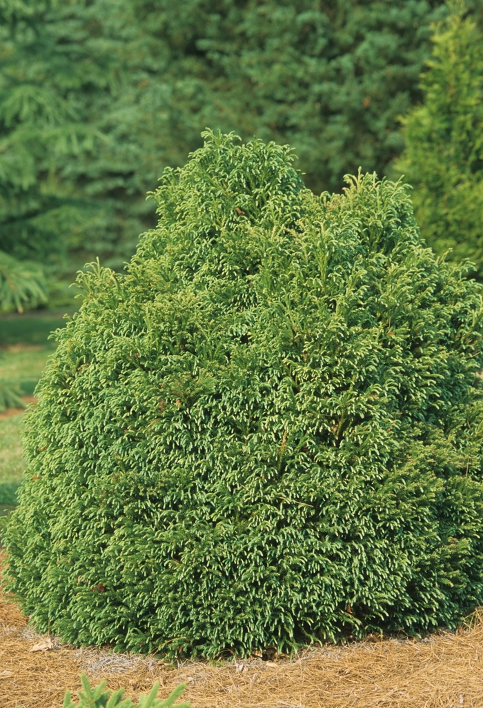 Cryptomeria - Cryptomeria japonica 'Globosa Nana' from How Sweet It Is