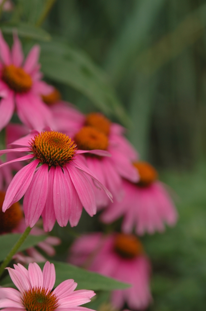 Coneflower - Echinacea 'Kim's Knee High' from How Sweet It Is