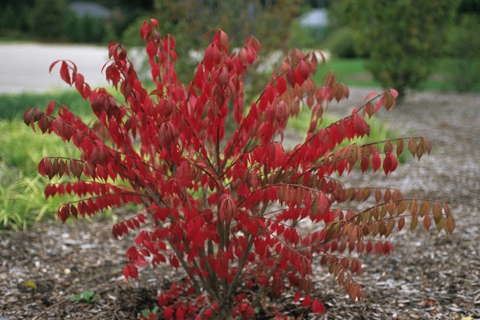 Burning Bush - Euonymus alatus 'Timber Creek' from How Sweet It Is