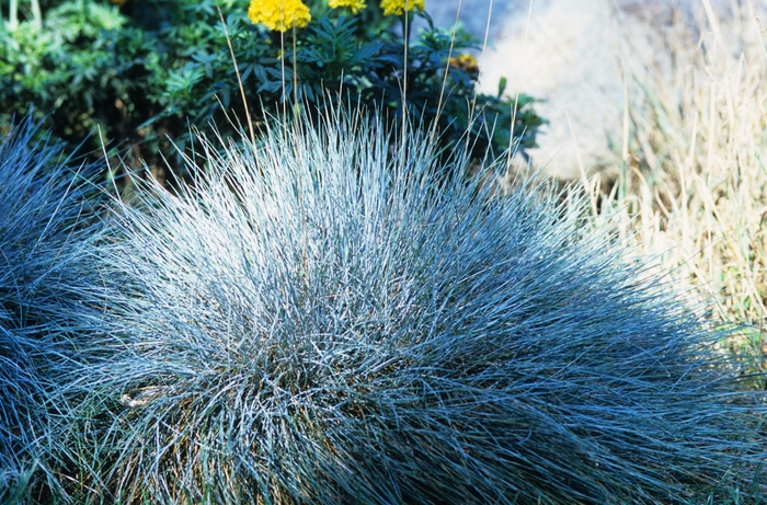 Azurit Blue Fescue - Festuca cinerea 'Azurit' from How Sweet It Is