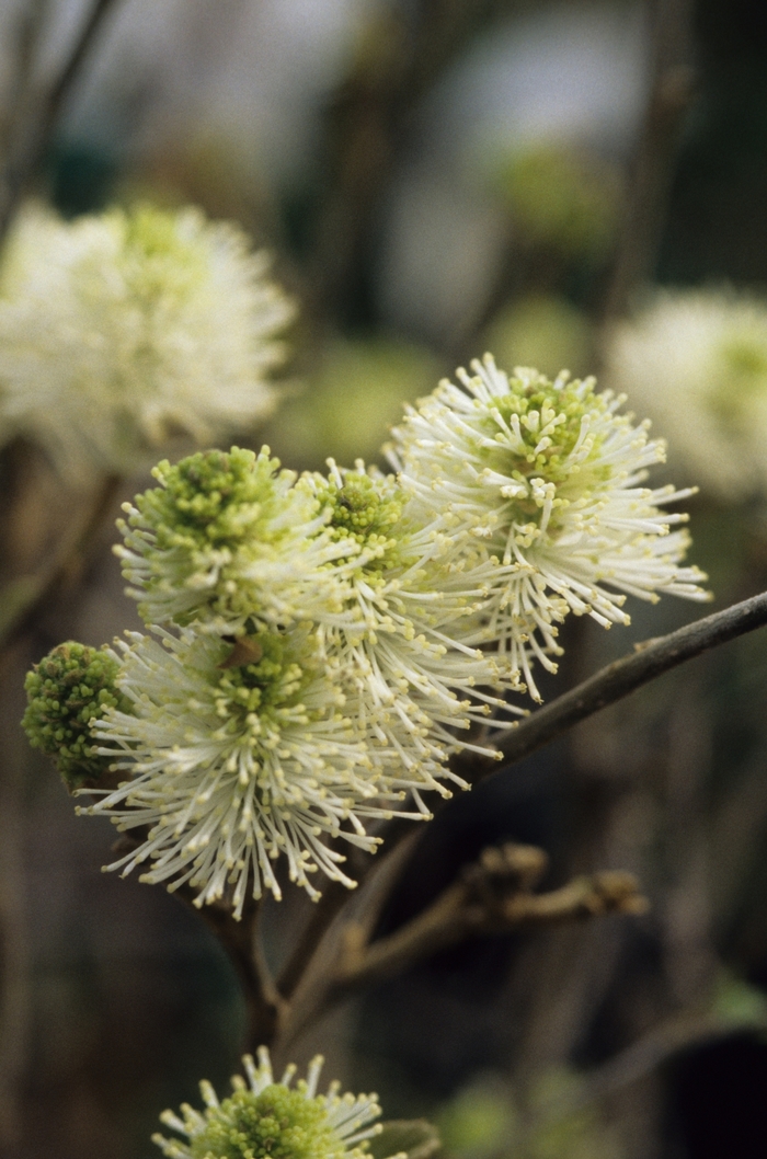 Mount Airy Fothergilla - Fothergilla major 'Mount Airy' from How Sweet It Is