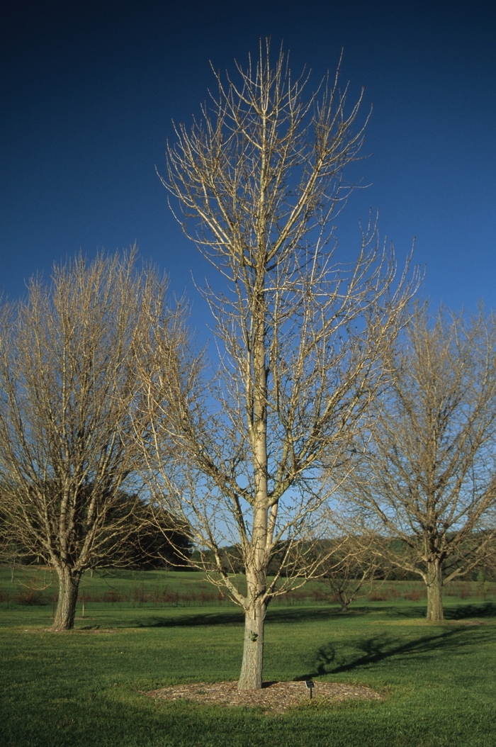 Ginkgo Tree - Ginkgo biloba 'Princeton Sentry' from How Sweet It Is