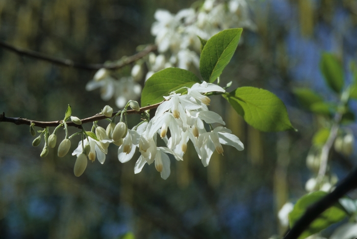 Silverbell - Halesia diptera 'Two-winged' from How Sweet It Is