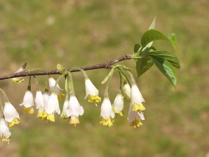 Silverbell - Halesia parviflora 'Little' from How Sweet It Is