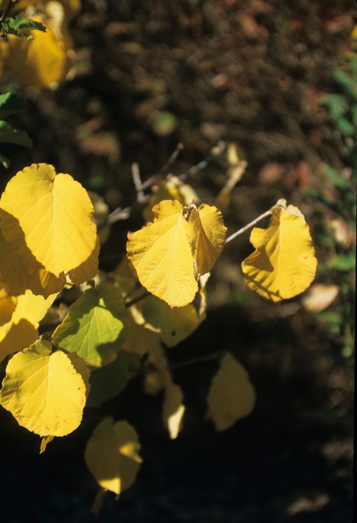 Witchhazel - Hamamelis x intermedia from How Sweet It Is