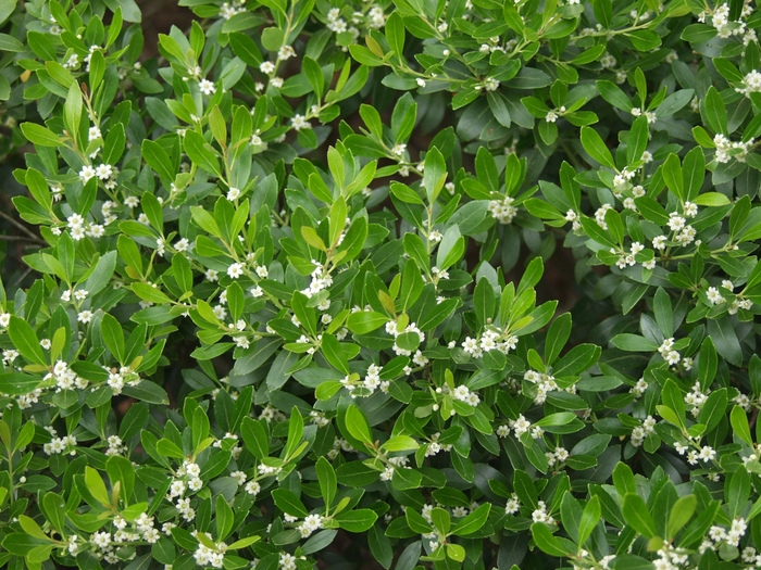 Holly Inkberry - Ilex glabra 'Compacta' from How Sweet It Is