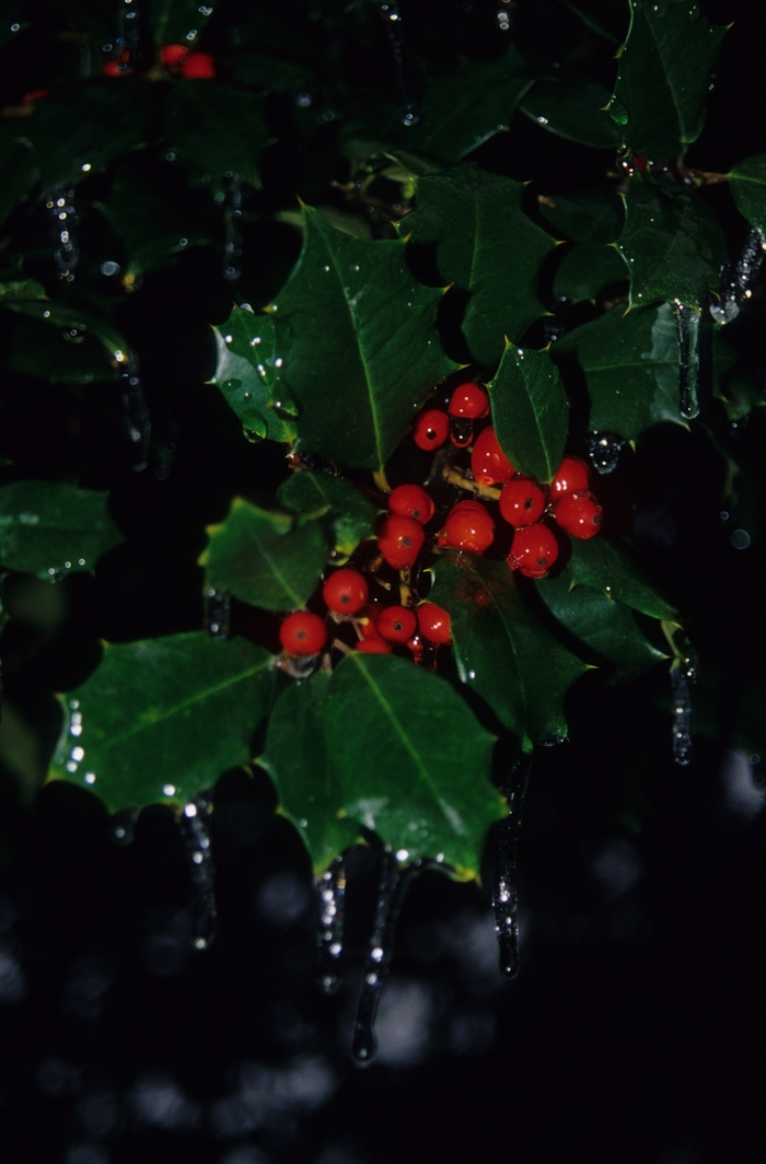 Glossy Leaf Holly - Ilex latifolia from How Sweet It Is