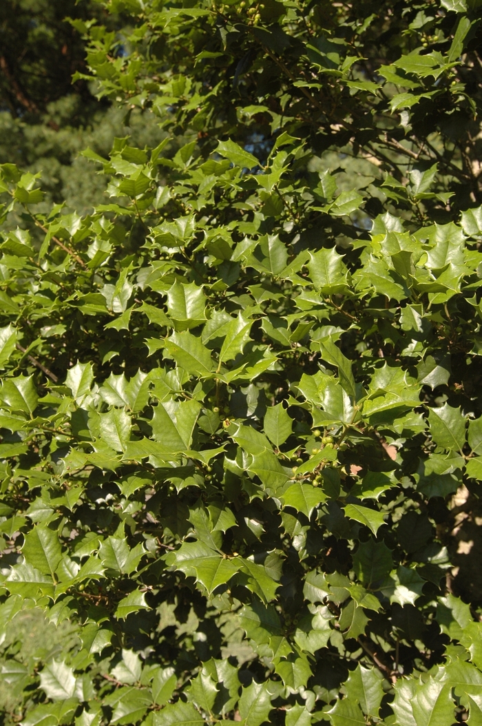 Holly - Ilex opaca 'Cheerful' from How Sweet It Is