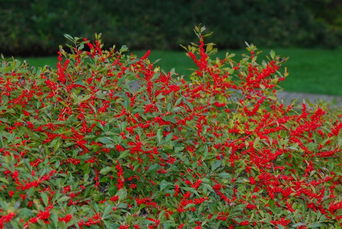 Holly Winterberry - Ilex verticillata 'Red Sprite' from How Sweet It Is