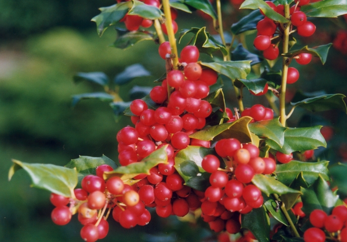 Holly - Ilex x meserveae 'China Girl®' from How Sweet It Is