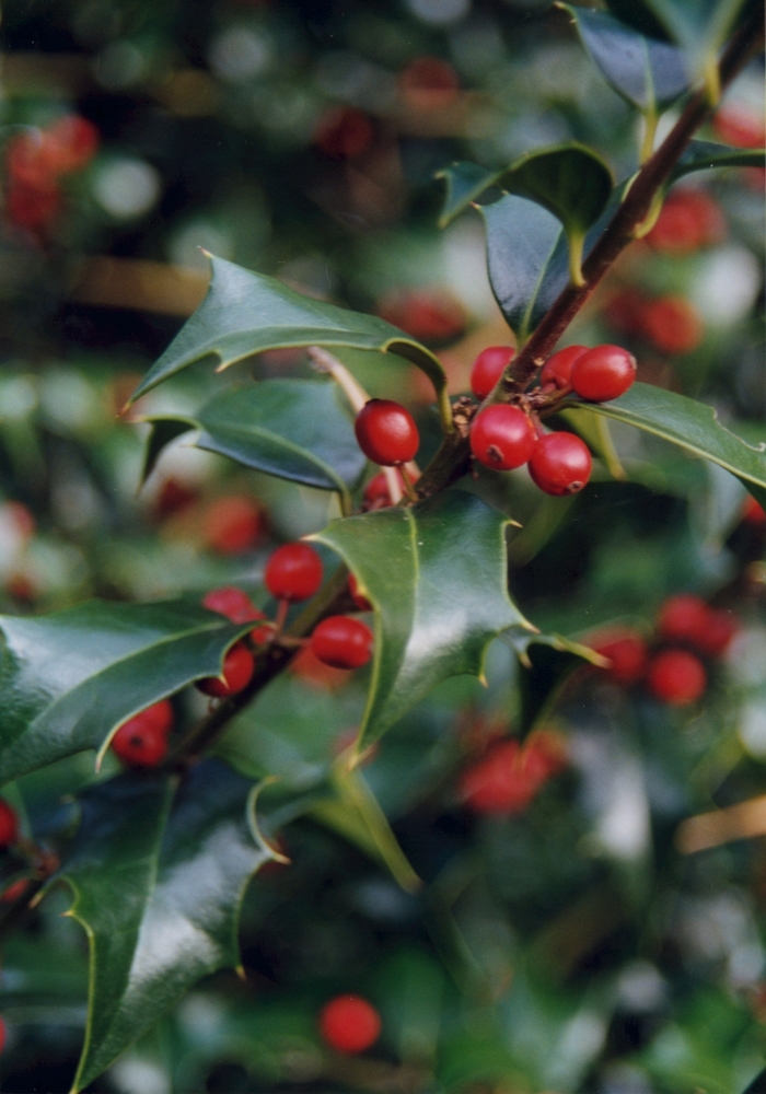 Holly - Ilex x aquipernyi 'Dragon Lady®' from How Sweet It Is