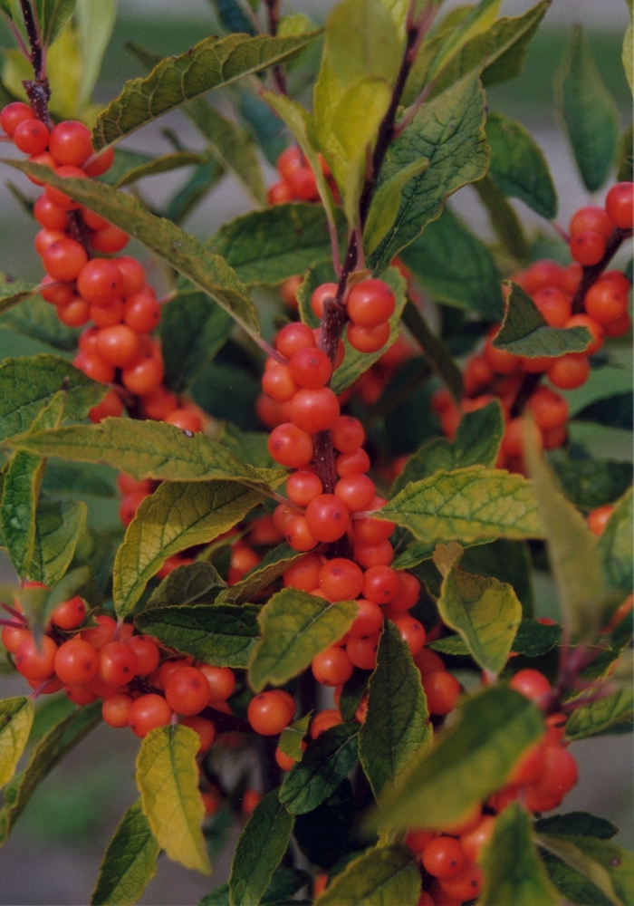 Holly Winterberry - Ilex verticillata 'Winter Gold' from How Sweet It Is