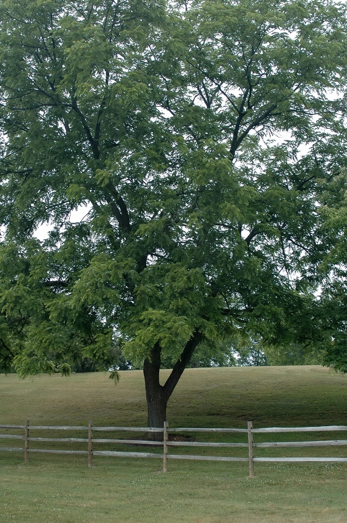 Eastern Black Walnut - Juglans nigra from How Sweet It Is