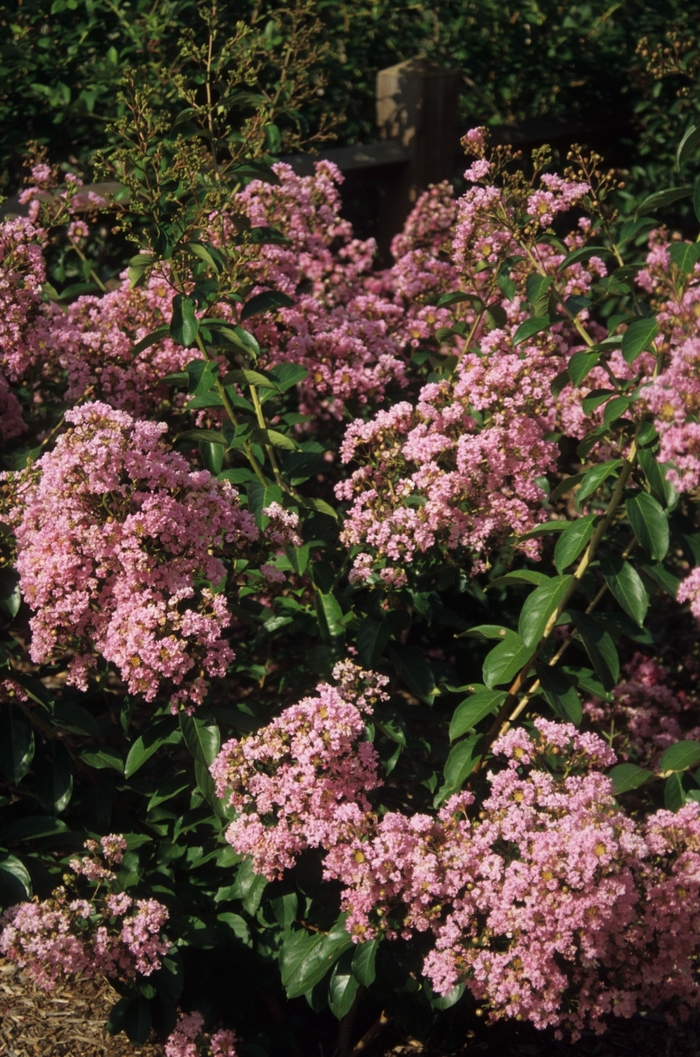 Crape Myrtle - Lagerstroemia indica 'Choctaw' from How Sweet It Is