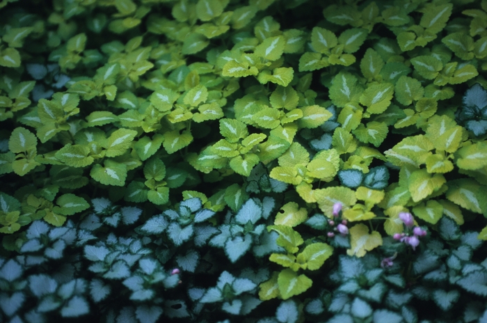 Dead Nettle - Lamium maculatum 'Pink Pewter' from How Sweet It Is