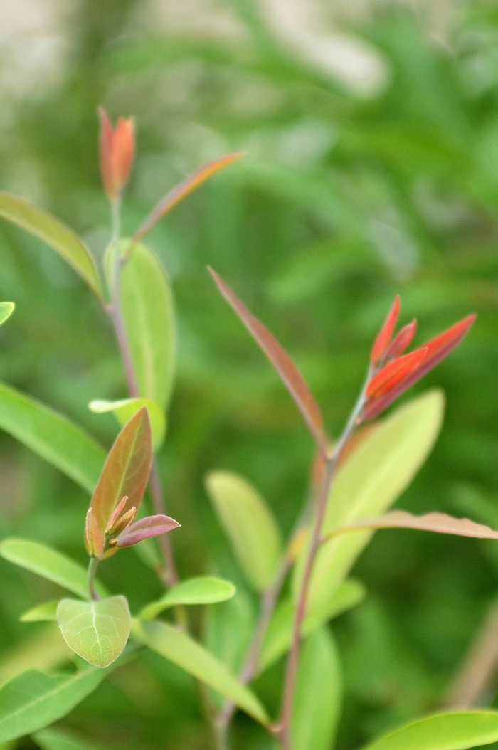 Spicebush - Lindera angustifolia from How Sweet It Is