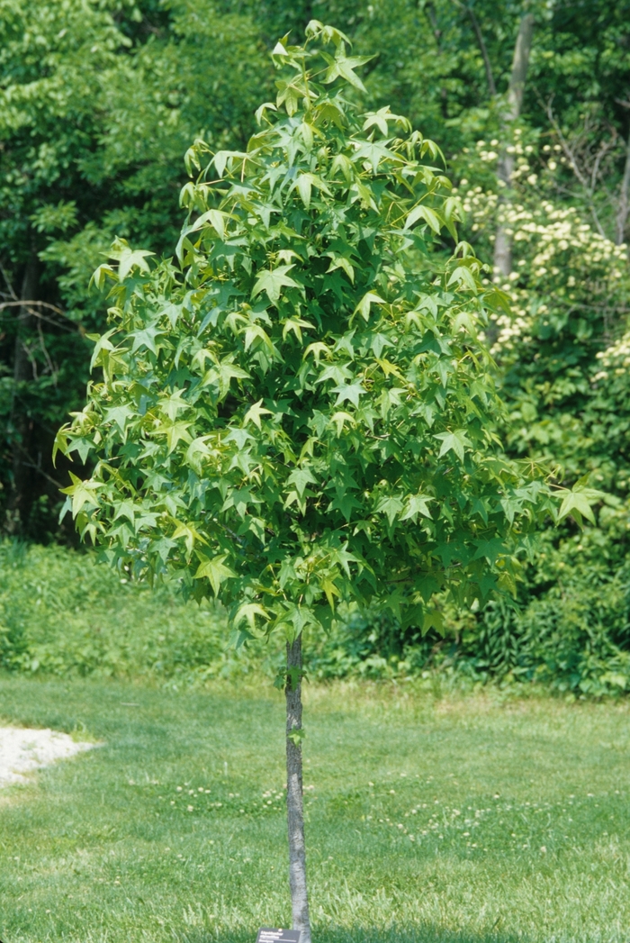 Sweet Gum - Liquidambar styraciflua from How Sweet It Is