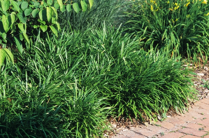 Liriope Creeping - Liriope spicata from How Sweet It Is