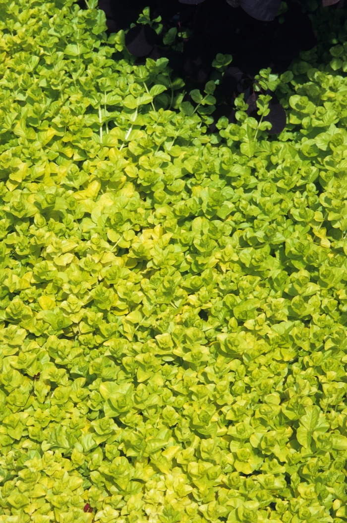 Yellow Creeping Jenny - Lysimachia nummularia 'Aurea' from How Sweet It Is