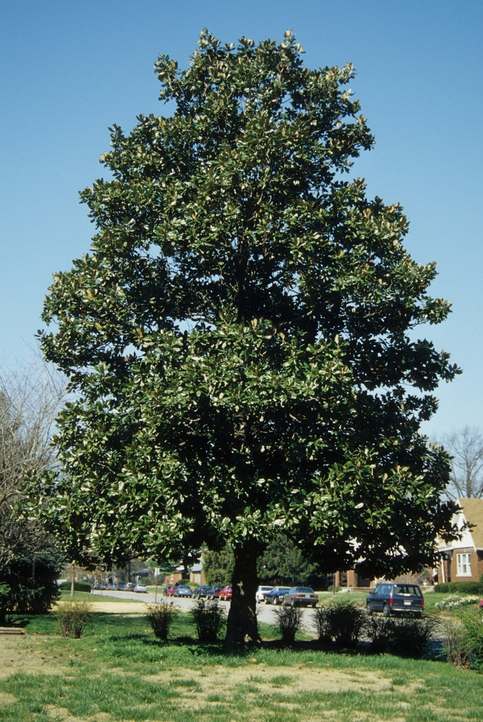 Magnolia - Magnolia grandiflora 'Southern' from How Sweet It Is