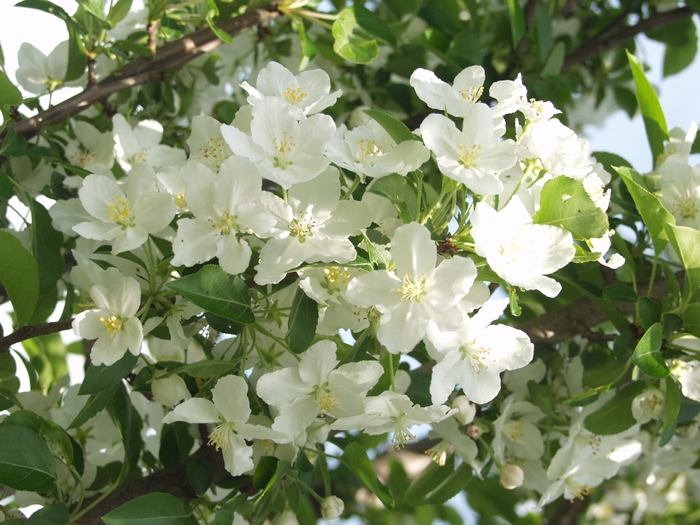 Crabapple - Malus hybrid 'Adirondack' from How Sweet It Is