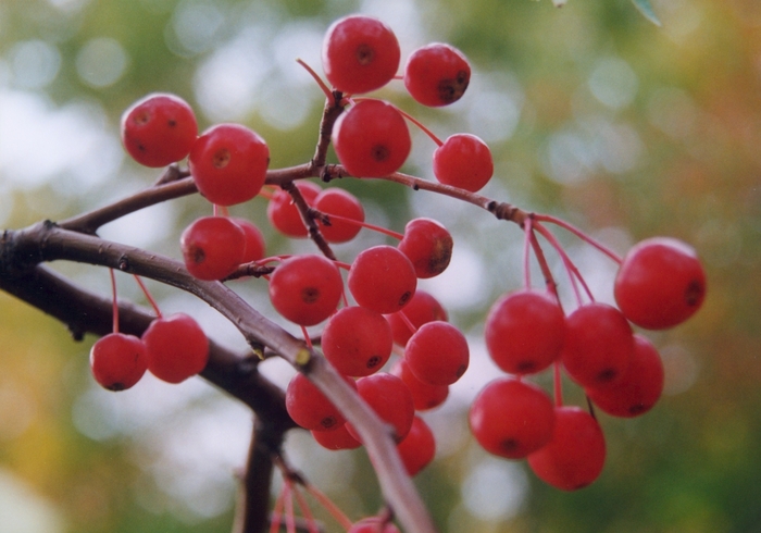 Crabapple - Malus x scheideckeri 'Red Jade' from How Sweet It Is