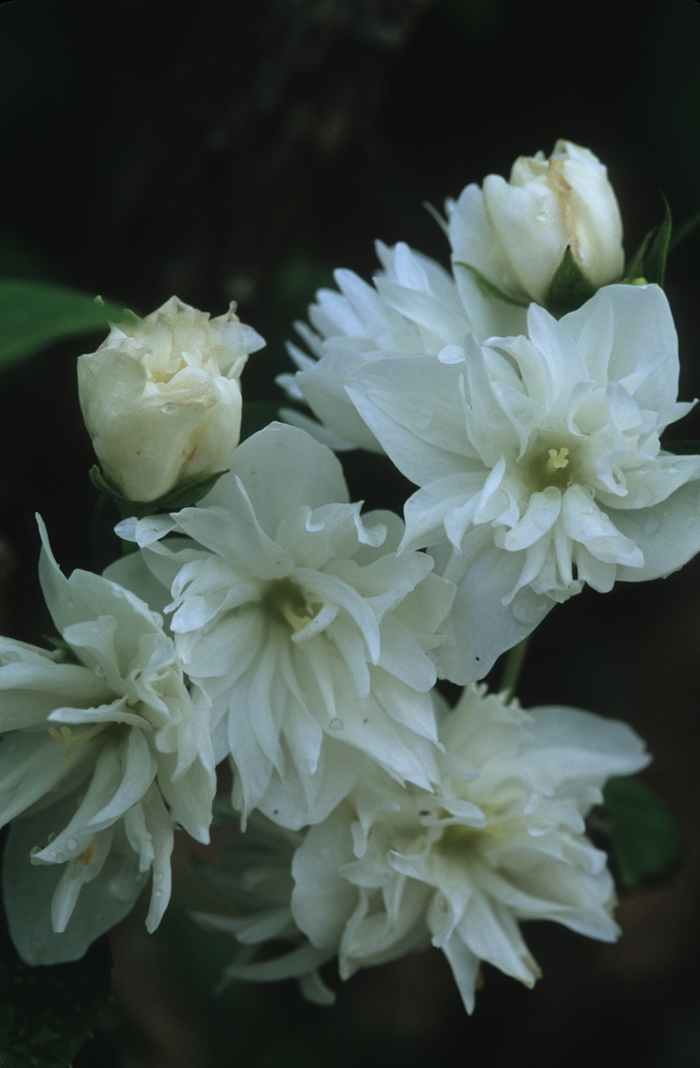  'Minnesota Snowflake' - Philadelphus x virginalis from How Sweet It Is