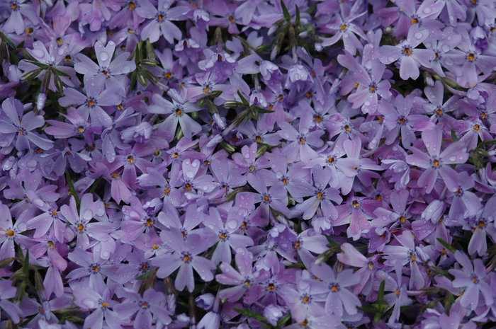  'Emerald Blue' - Phlox subulata from How Sweet It Is