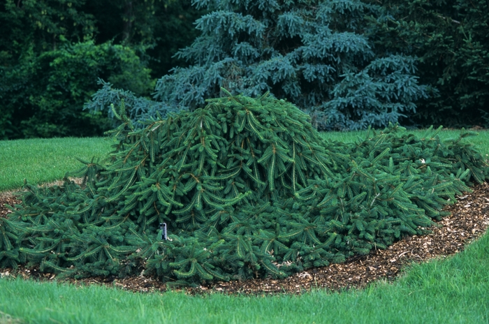 Spruce - Picea abies 'Pendula' from How Sweet It Is