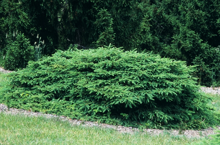 Spruce - Picea abies 'Procumbens' from How Sweet It Is