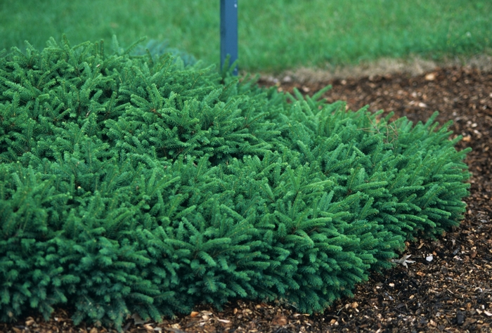 Spruce - Picea abies 'Pumila' from How Sweet It Is