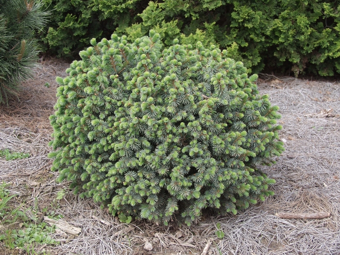 Spruce - Picea sitchensis 'Papoose' from How Sweet It Is