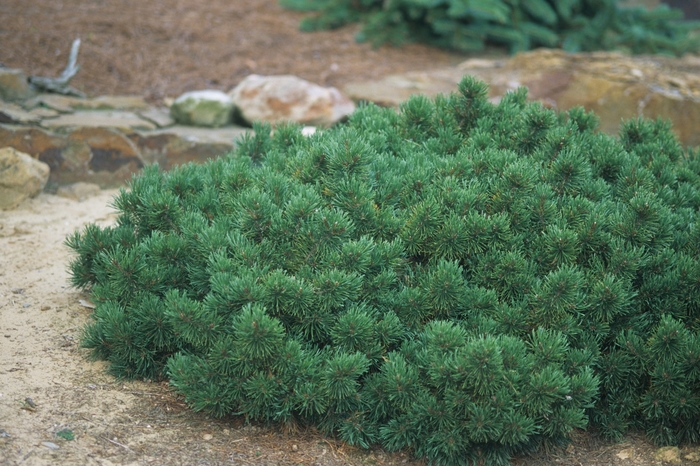 Pine - Pinus mugo var. pumilio 'Dwarf Mountain' from How Sweet It Is