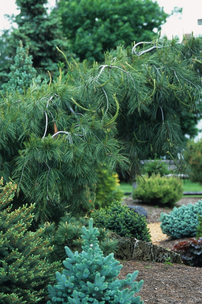 Pine - Pinus strobus 'Pendula' from How Sweet It Is