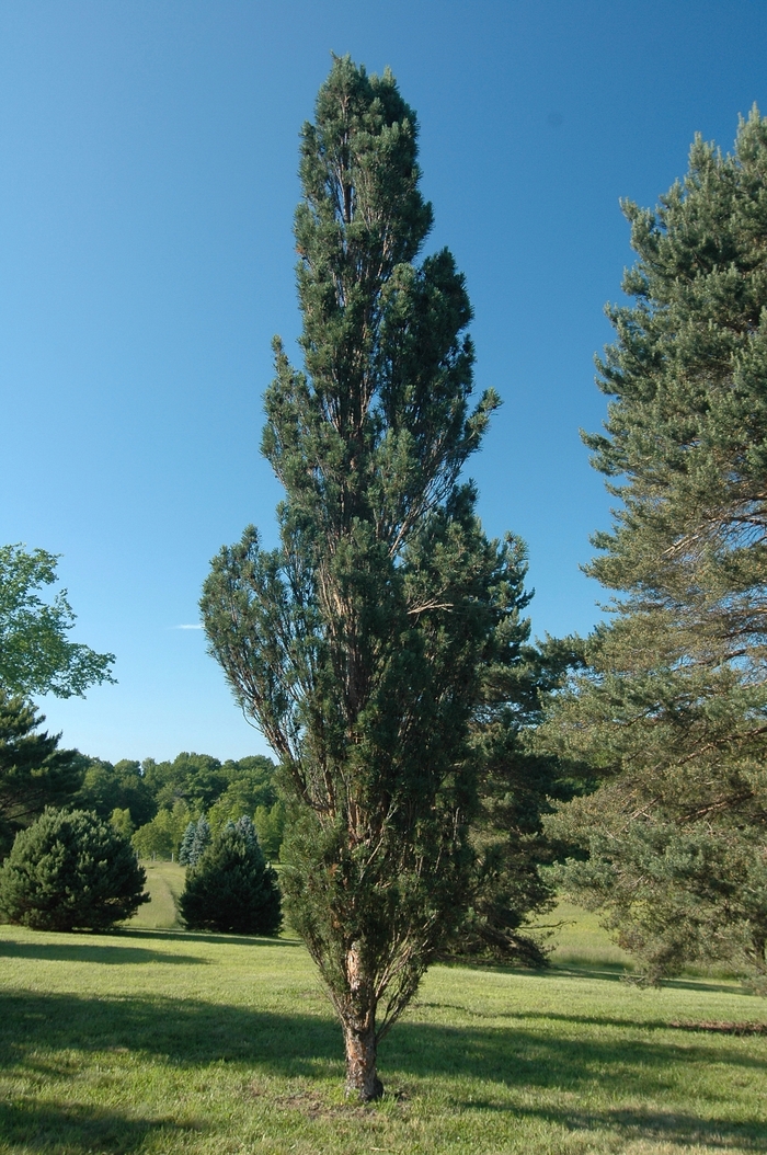 Pine - Pinus sylvestris 'Fastigiata' from How Sweet It Is