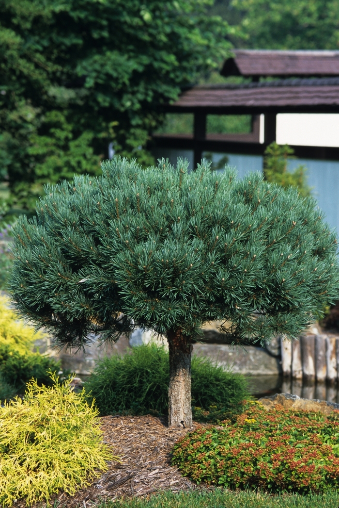 Pine - Pinus sylvestris 'Glauca Nana' from How Sweet It Is