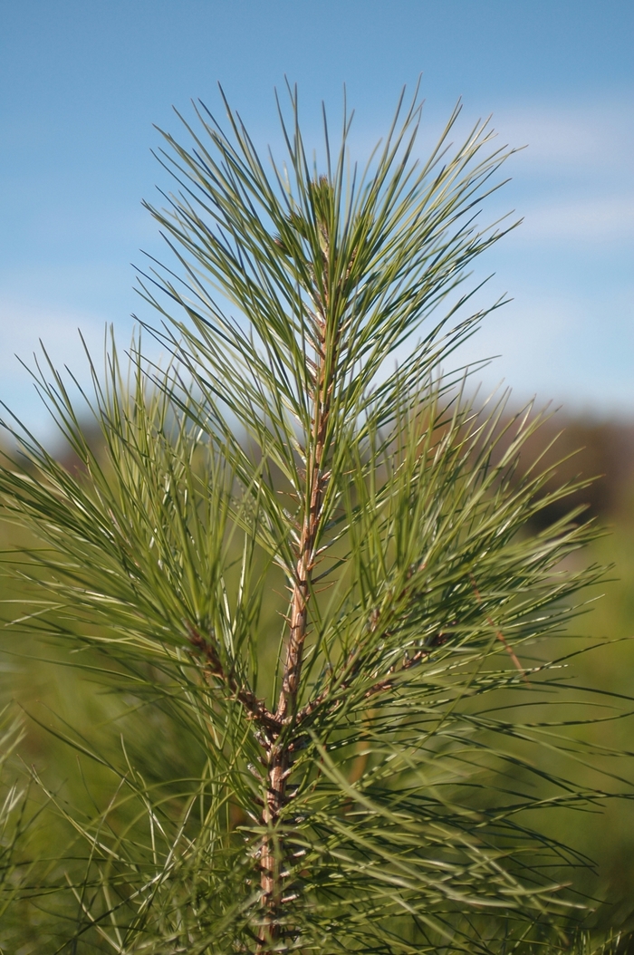 Pine - Pinus taeda 'Loblolly' from How Sweet It Is