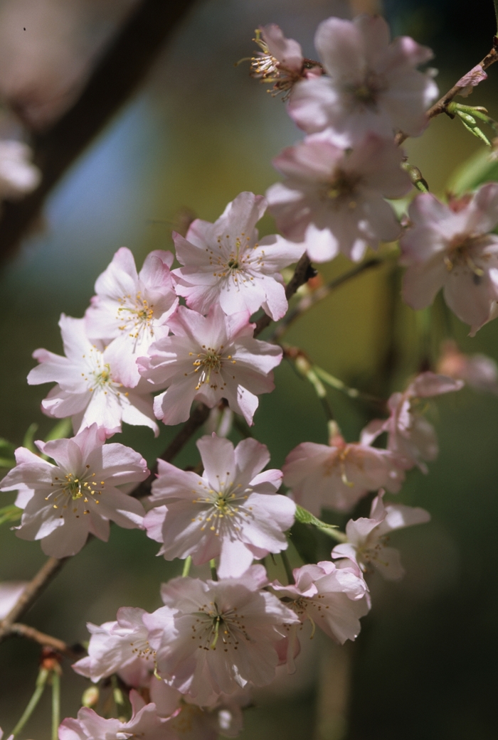 Cherry Ornamental - Prunus subhirtella var. autumnalis from How Sweet It Is