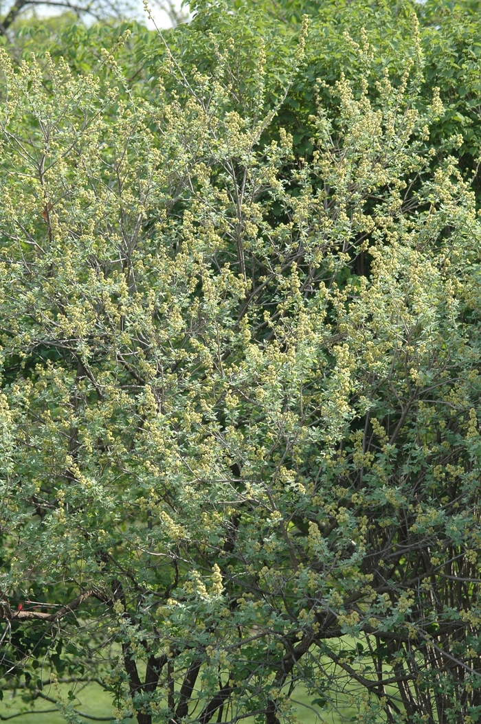 Sumac - Rhus aromatica (Fragrant) from How Sweet It Is