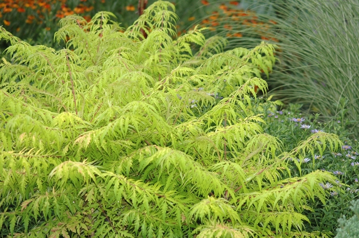 Sumac - Rhus typhina 'Tiger Eyes® ' from How Sweet It Is