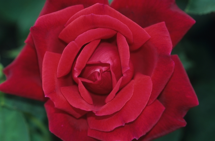 Rose Tea - Rosa 'Chrysler Imperial' from How Sweet It Is