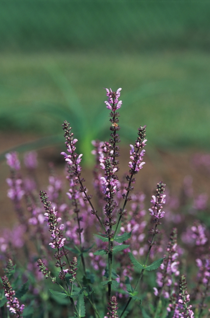 'Rose Queen' - Salvia x sylvestris from How Sweet It Is