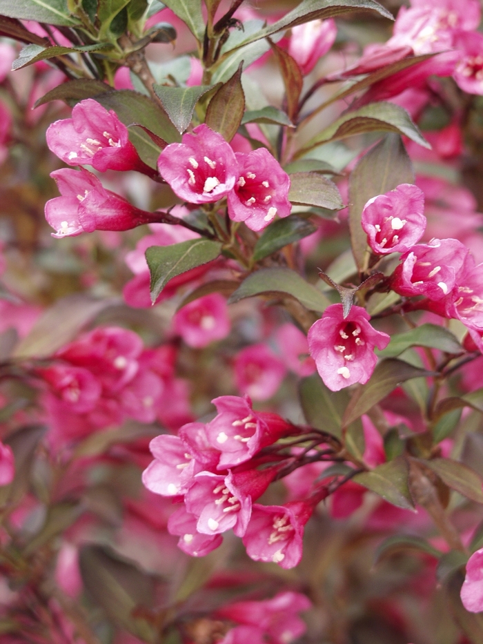 Weigela - Weigela florida 'Wine & Roses®' from How Sweet It Is