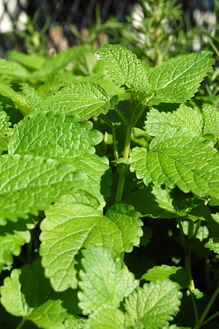 Lemon balm - Melissa officinalis from How Sweet It Is